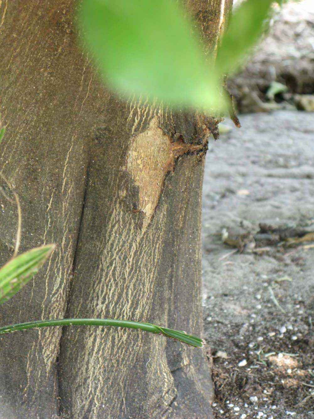            Bark (Winter Haven, FL)      